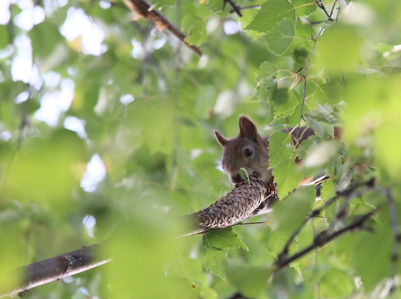 Valokuvaaja: Tuula Pirnes