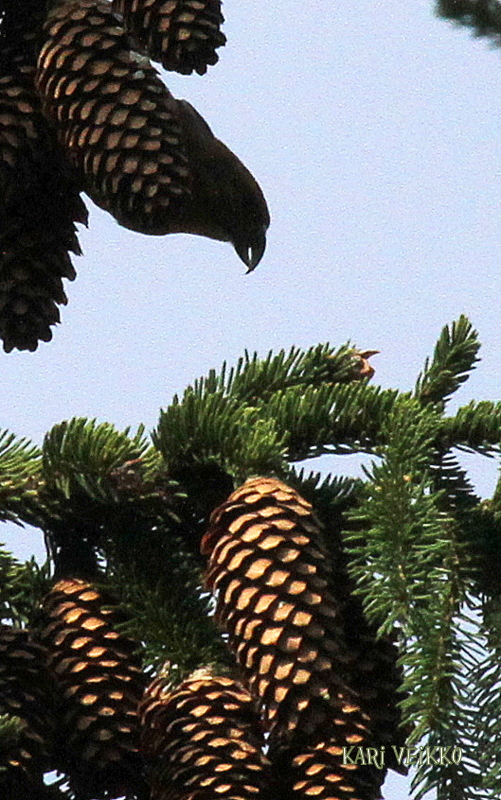 Valokuvaaja: Kari Veikko