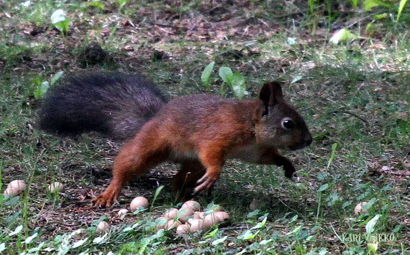 Valokuvaaja: Kari Veikko Valokuvaaja: Kari Veikko