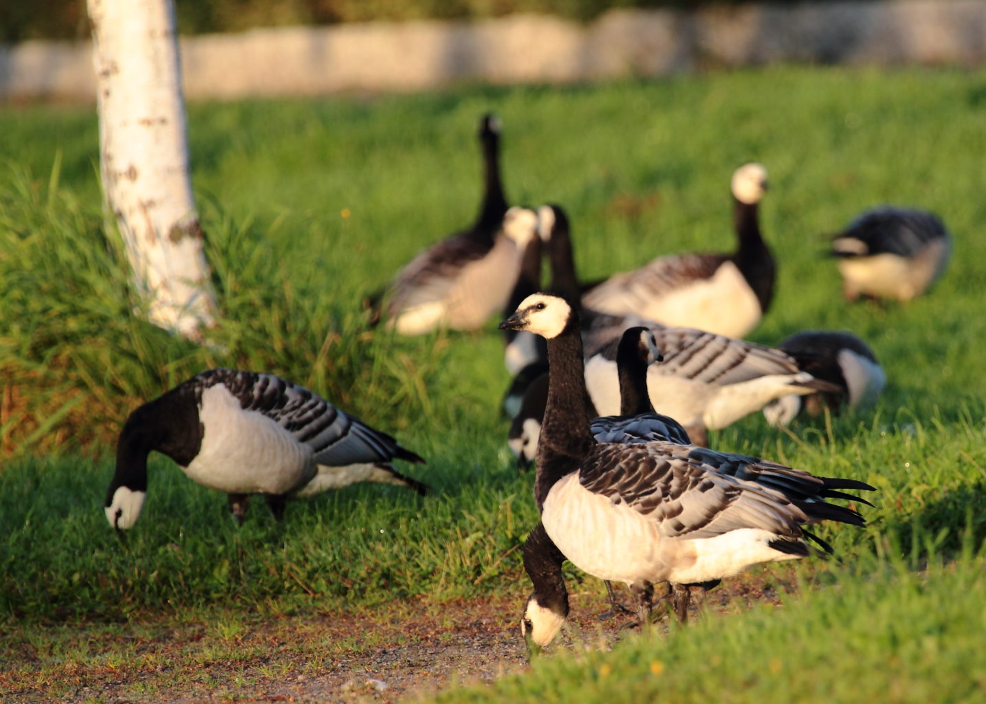 Valokuvaaja: Lasse Ylisaari