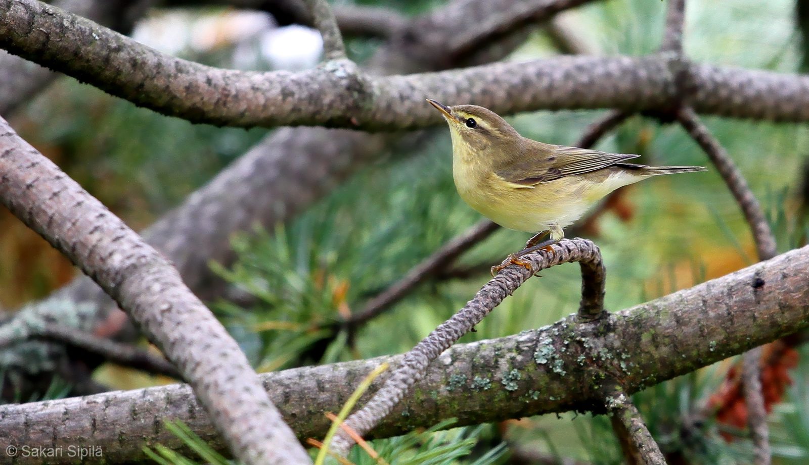 Valokuvaaja: Sakari Sipilä