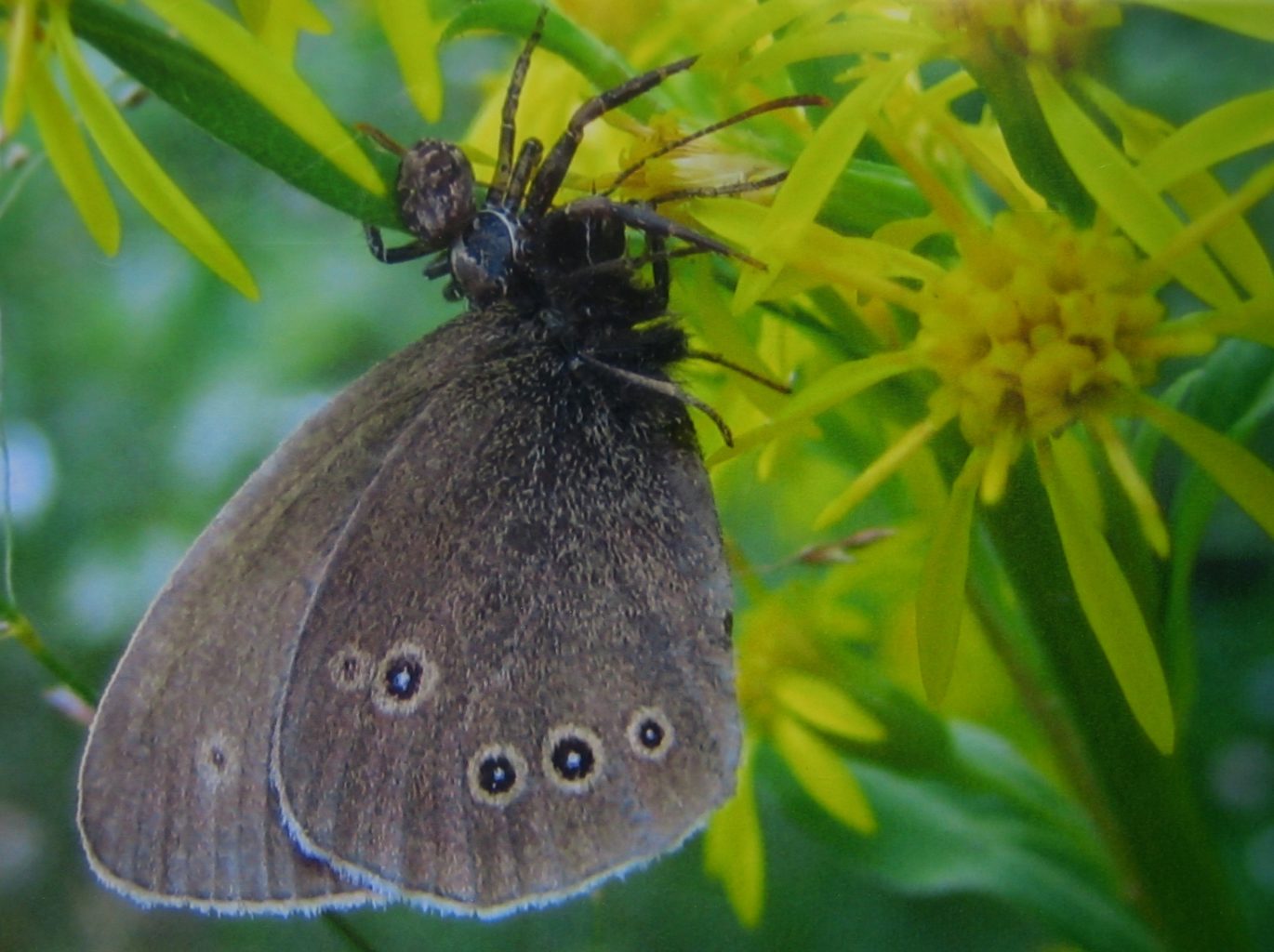 Valokuvaaja: Juhani Kolari