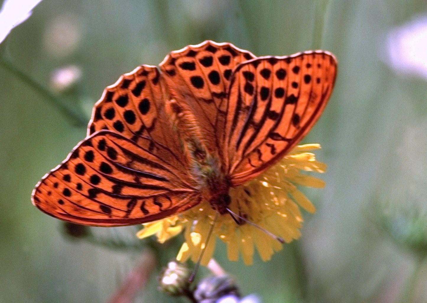 Valokuvaaja: hannu rasiranta Valokuvaaja: hannu rasiranta