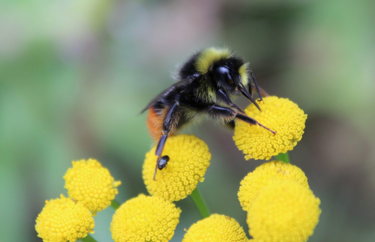 Valokuvaaja: Pirjo Hokkanen