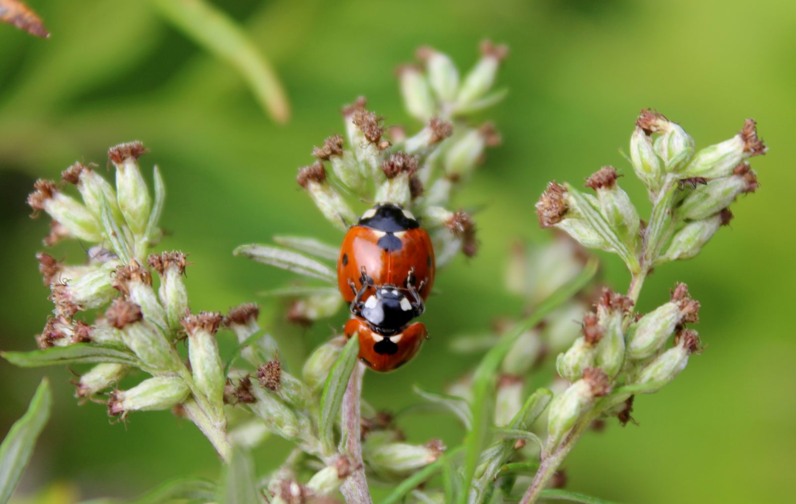 Valokuvaaja: Pirjo Hokkanen