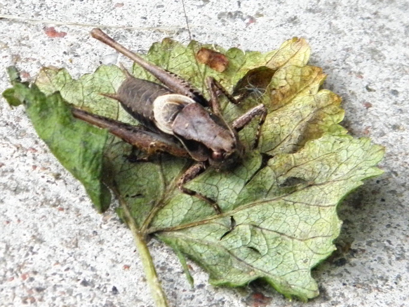 Valokuvaaja: Miisa Järvelä