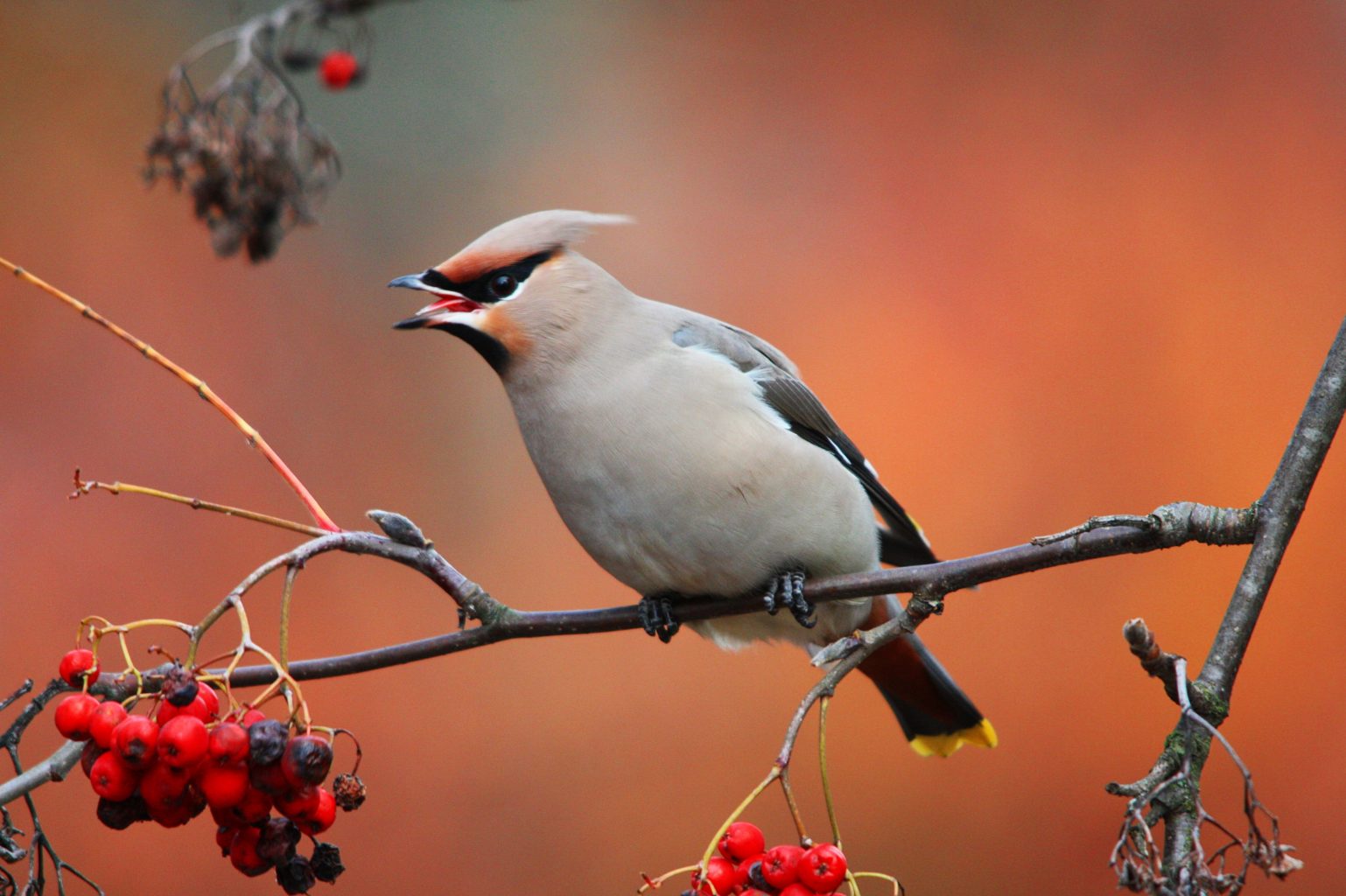 Valokuvaaja: Jon Rikberg
