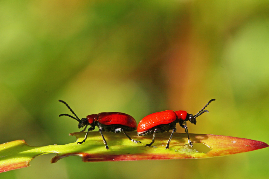 Valokuvaaja: Berndt Hannelius