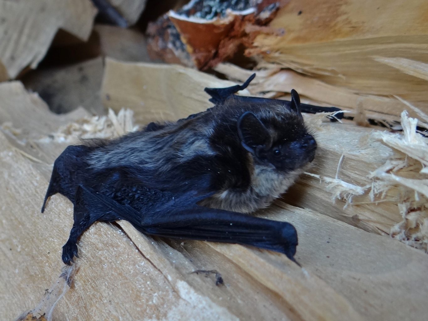 Valokuvaaja: Aune Viik Valokuvaaja: Aune Viik