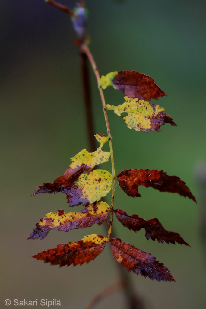 Valokuvaaja: Sakari Sipilä
