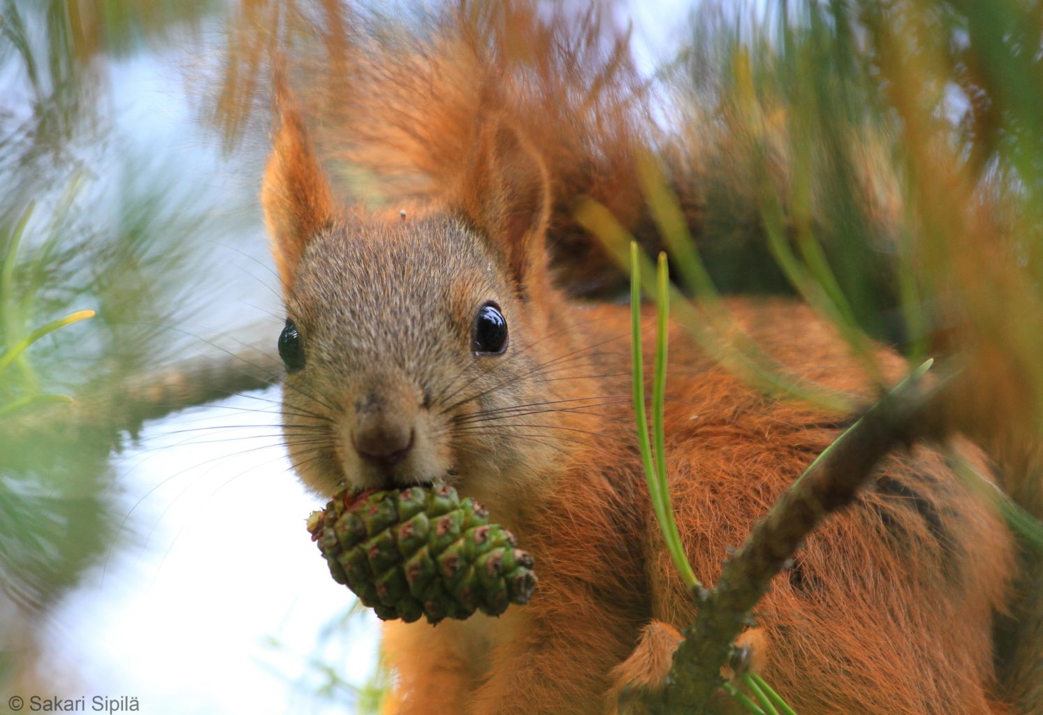 Valokuvaaja: Sakari Sipilä Valokuvaaja: Sakari Sipilä