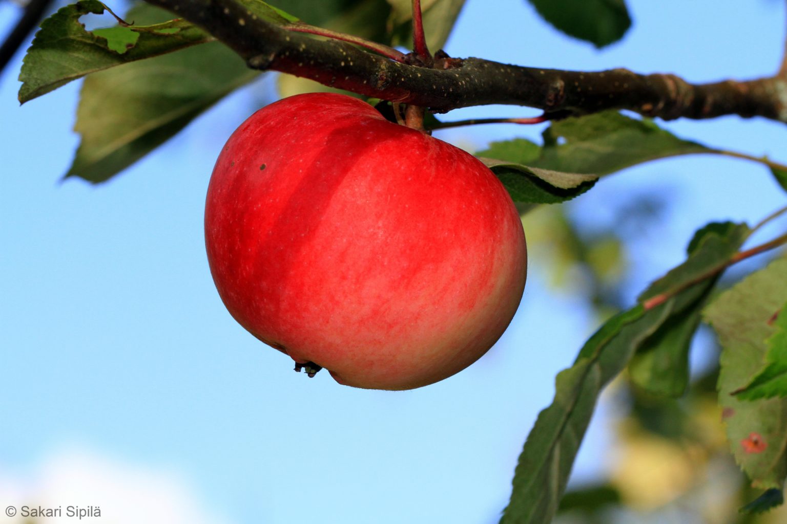 Valokuvaaja: Sakari Sipilä