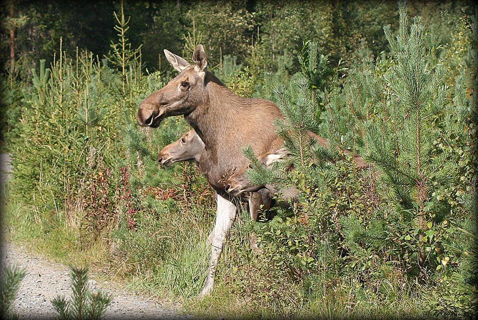 Valokuvaaja: Taina Talvi