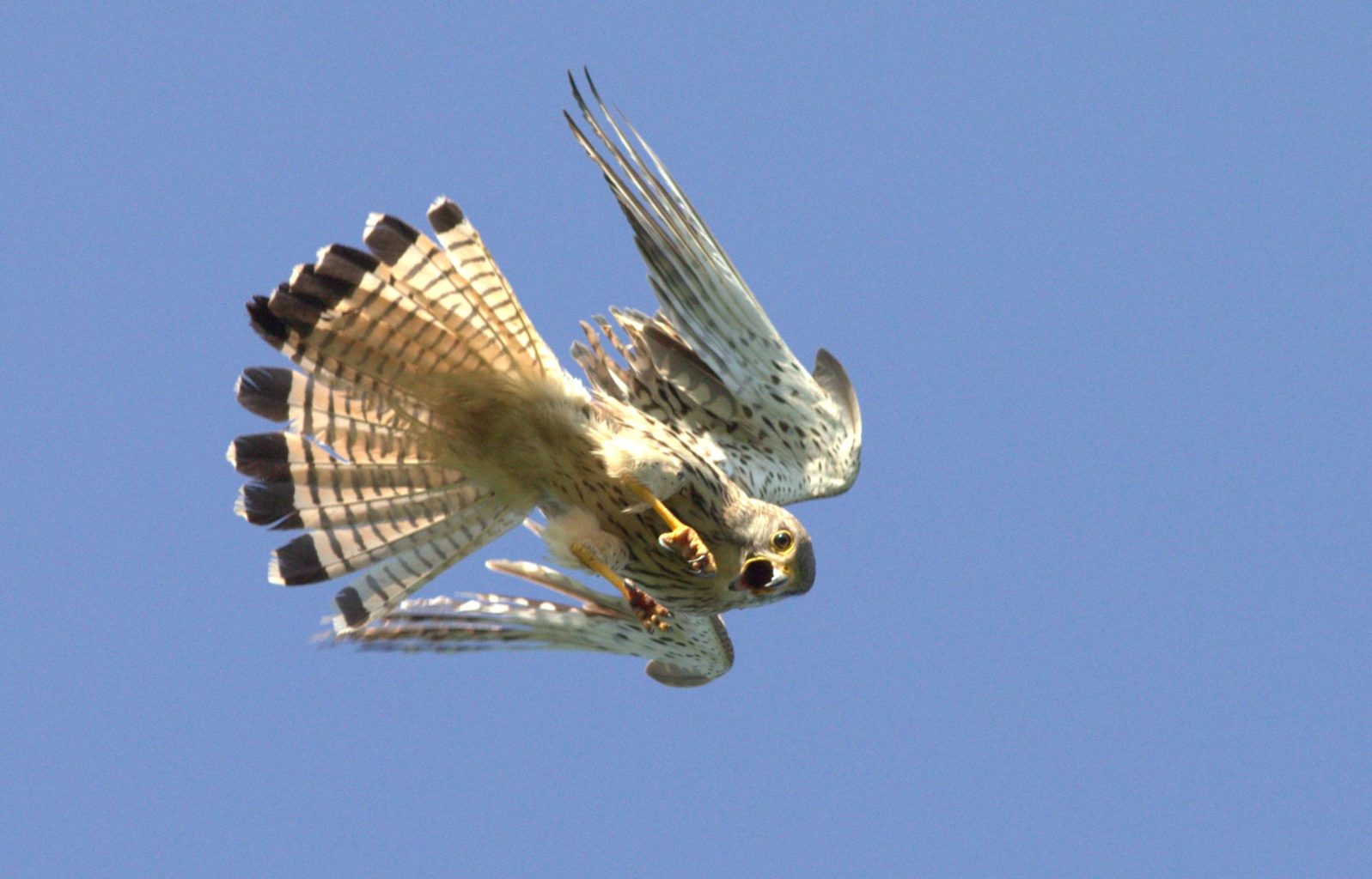 Valokuvaaja: Kyösti Sorsa