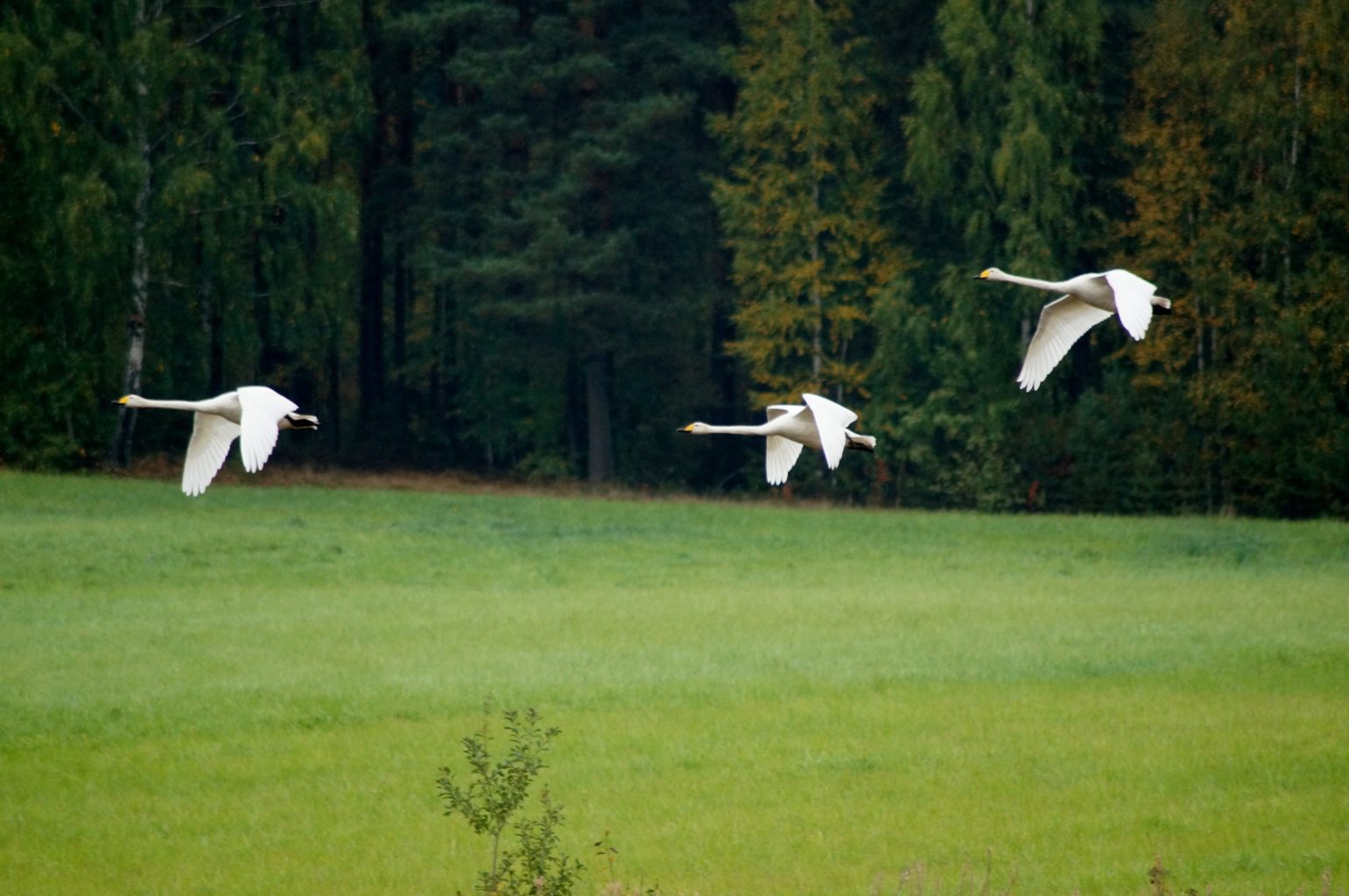 Valokuvaaja: Maarit Siitonen