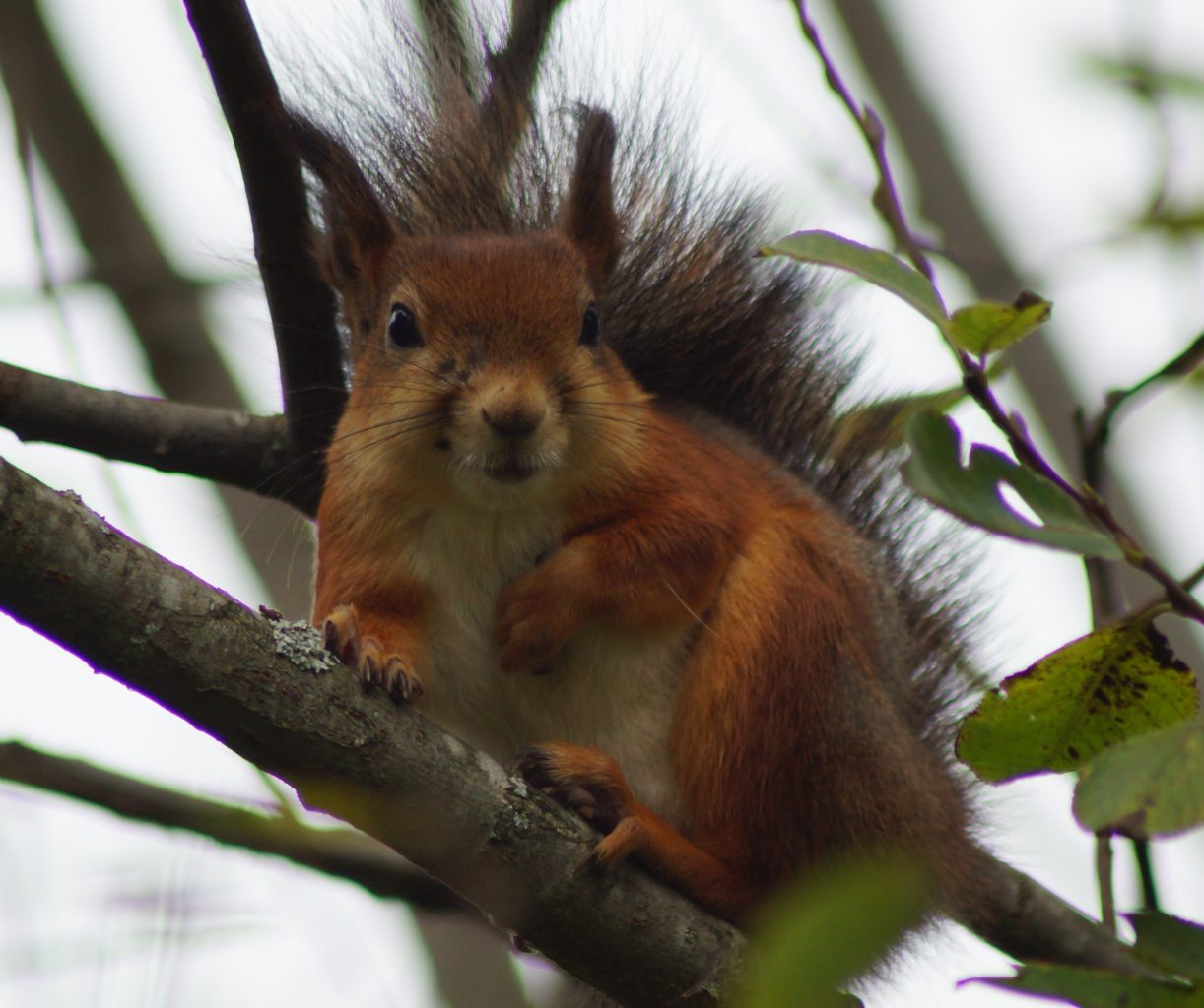 Valokuvaaja: Maarit Siitonen