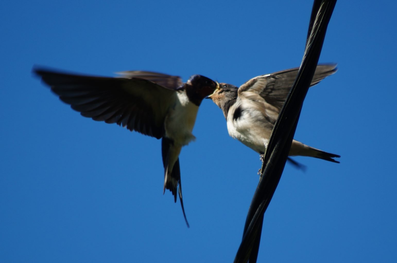 Valokuvaaja: Maarit Siitonen