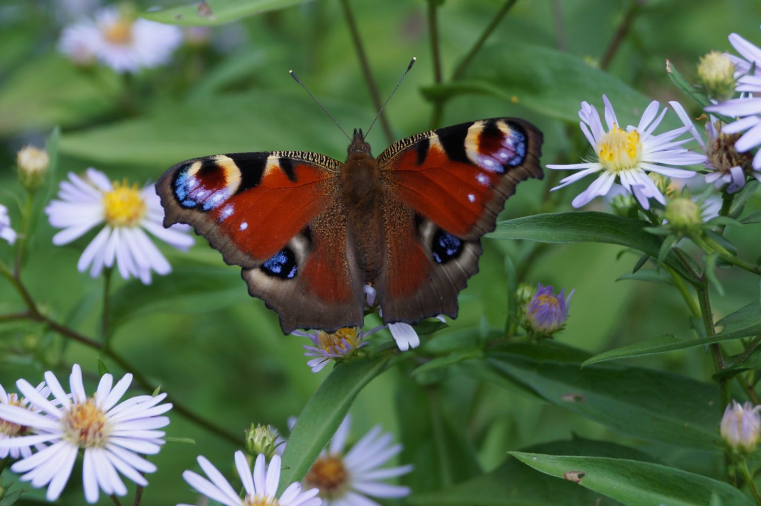 Valokuvaaja: Maarit Siitonen