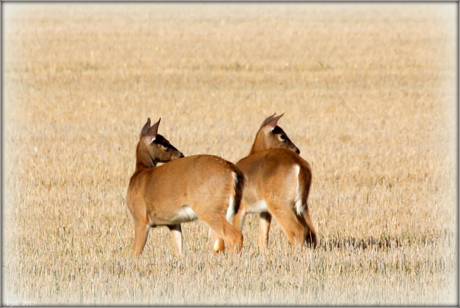 Valokuvaaja: Irja Lehtinen