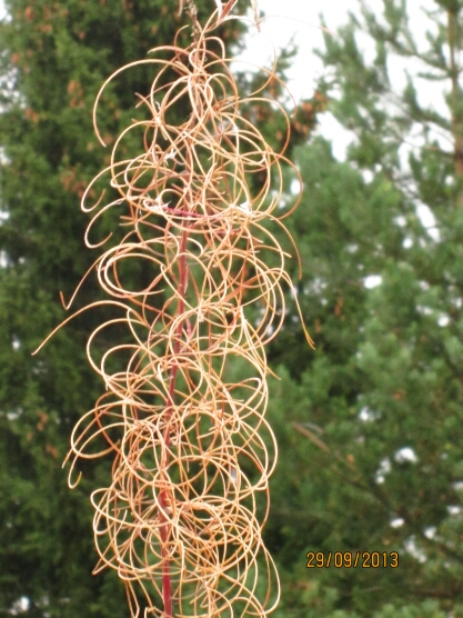 Valokuvaaja: Tuula Makkonem