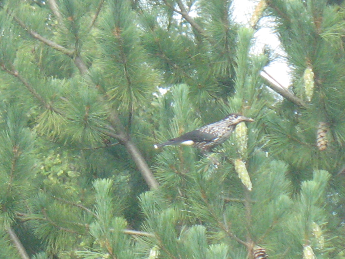Valokuvaaja: Veijo Ulmanen