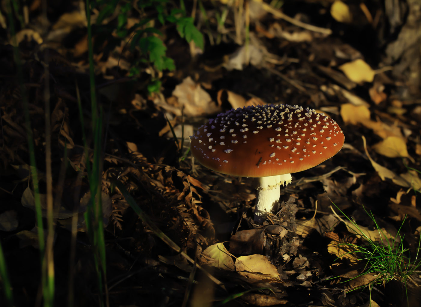 Valokuvaaja: Satu Mali