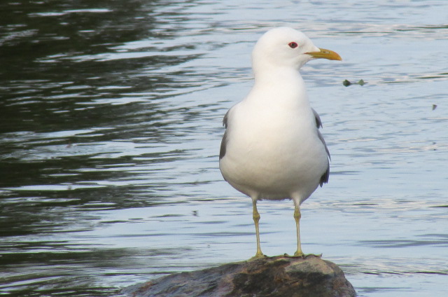 Valokuvaaja: Jari Koljonen