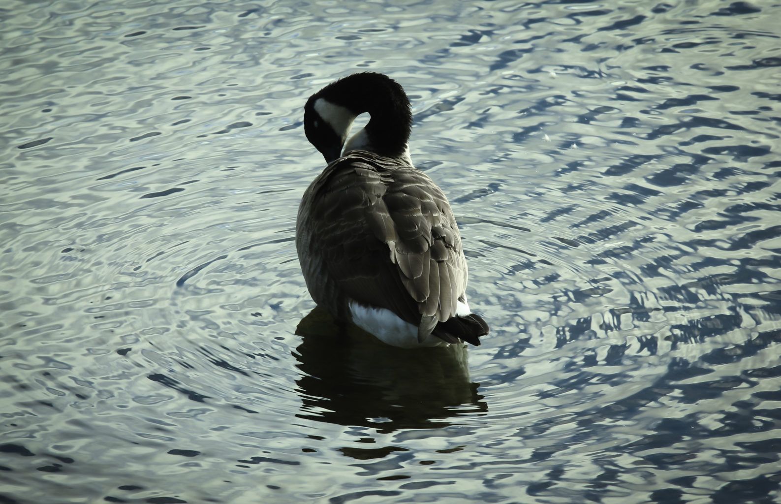 Valokuvaaja: Satu Mali Valokuvaaja: Satu Mali