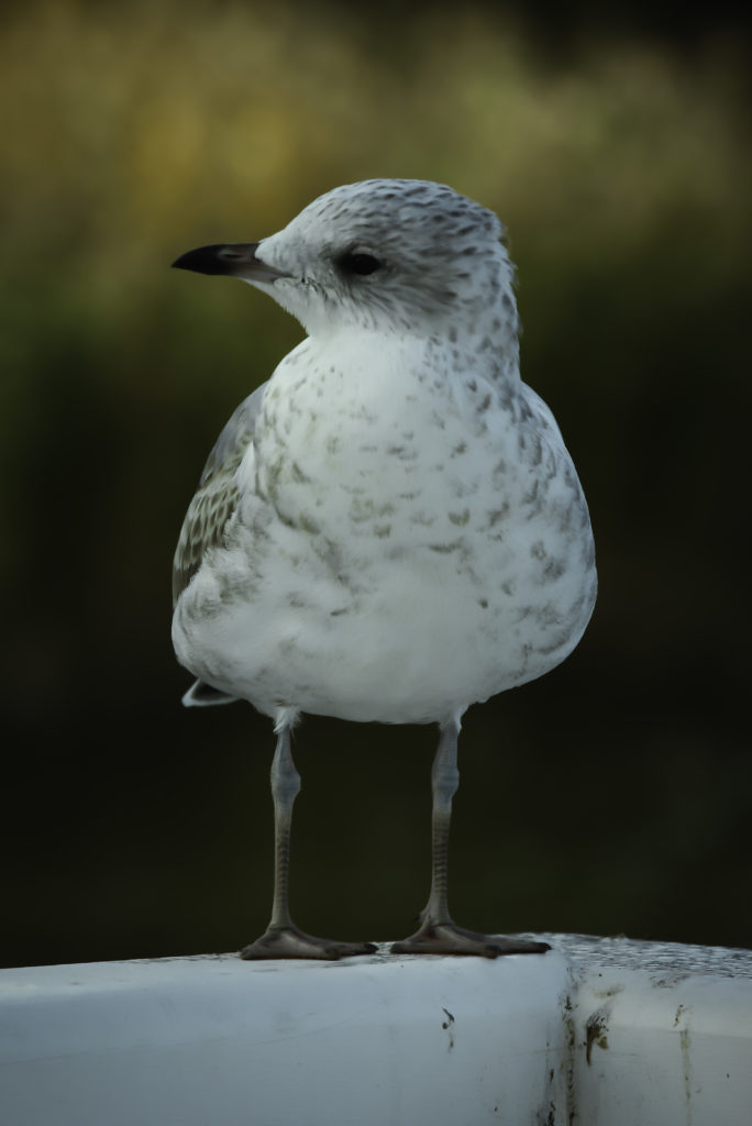 Valokuvaaja: Satu Mali