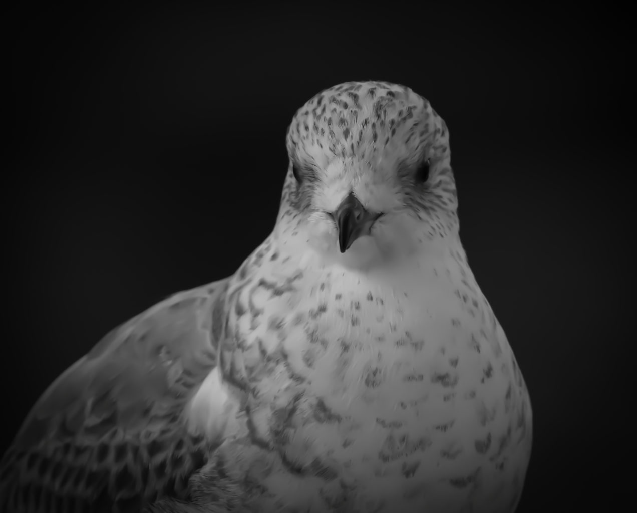 Valokuvaaja: Satu Mali Valokuvaaja: Satu Mali