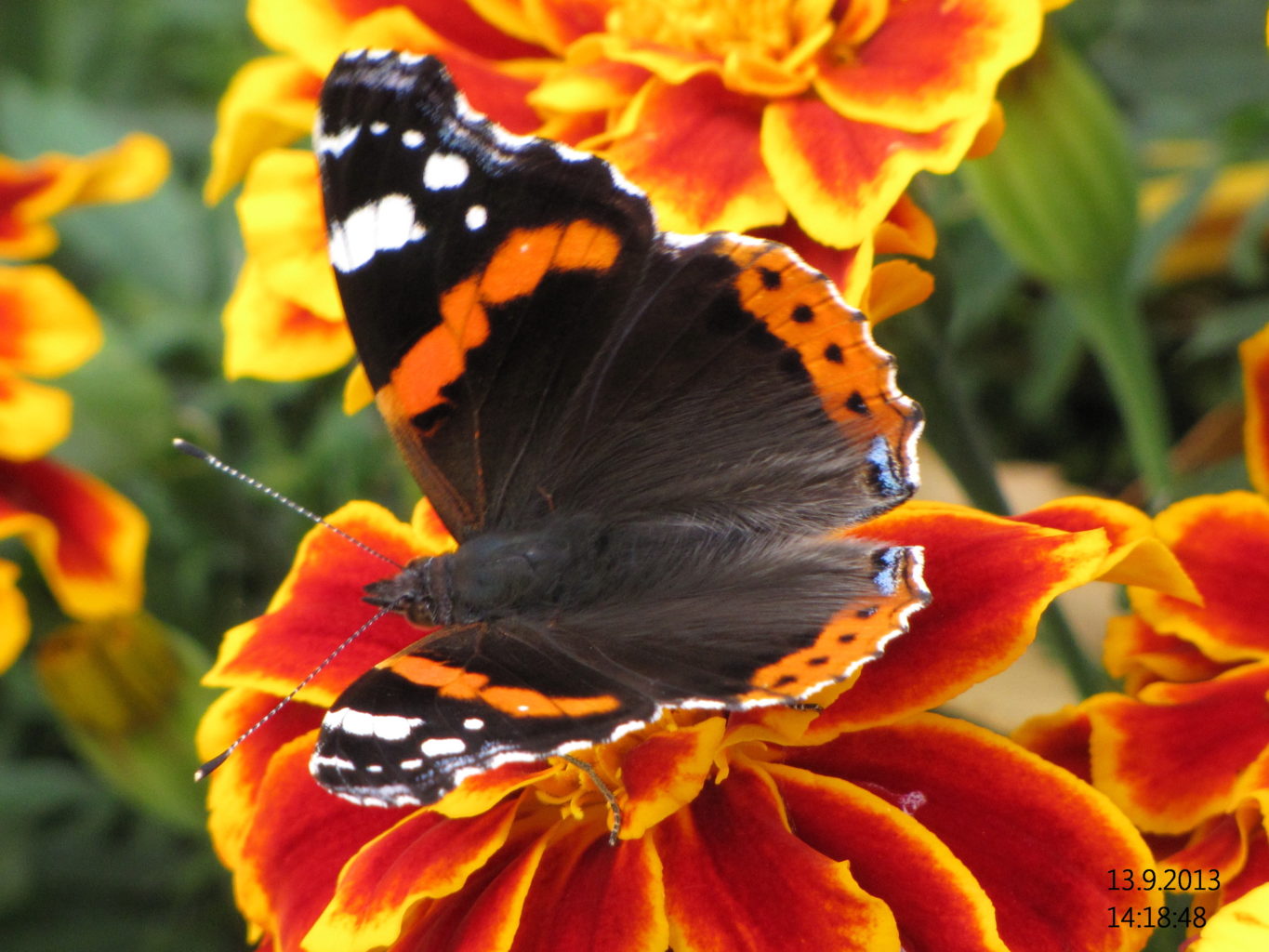 Valokuvaaja: Tuula Makkonen