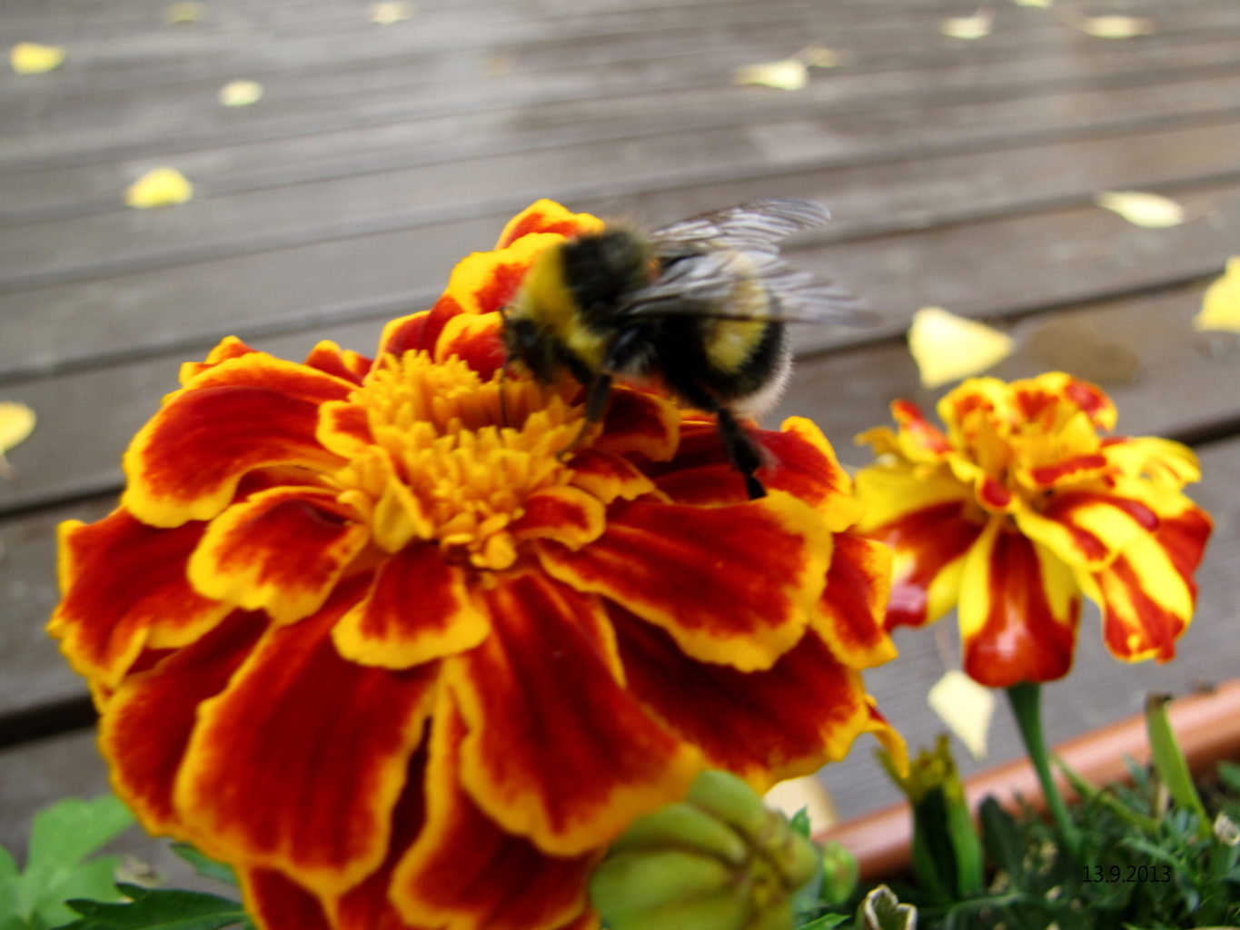 Valokuvaaja: Tuula Makkonen