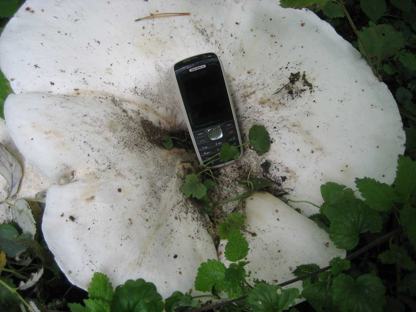 Valokuvaaja: Liisa Vapaavuori