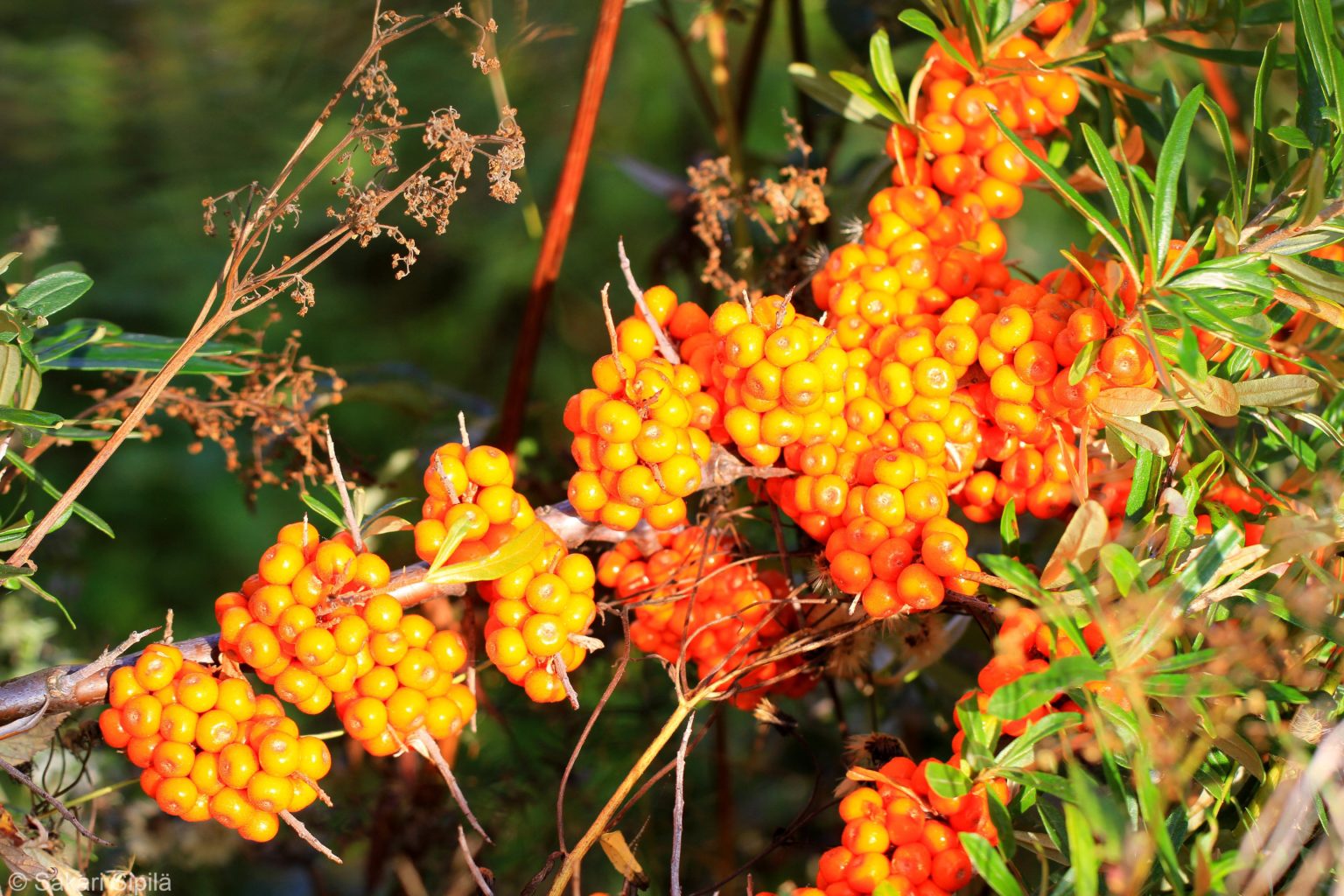 Valokuvaaja: Sakari Sipilä