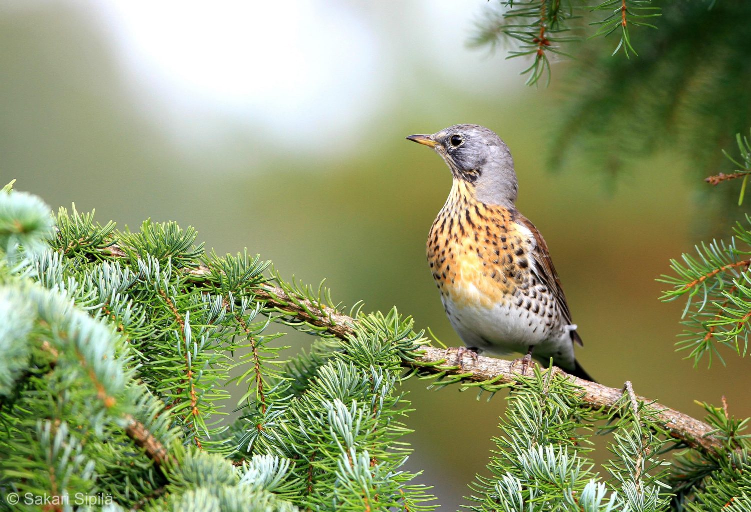 Valokuvaaja: Sakari Sipilä Valokuvaaja: Sakari Sipilä