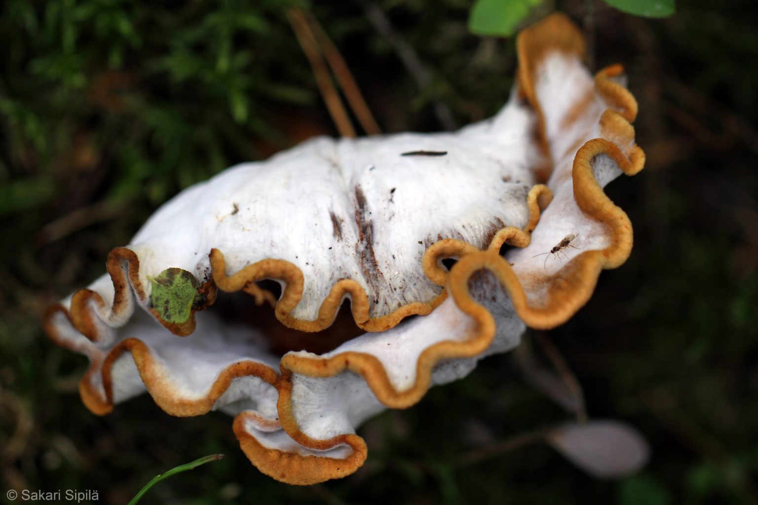 Valokuvaaja: Sakari Sipilä