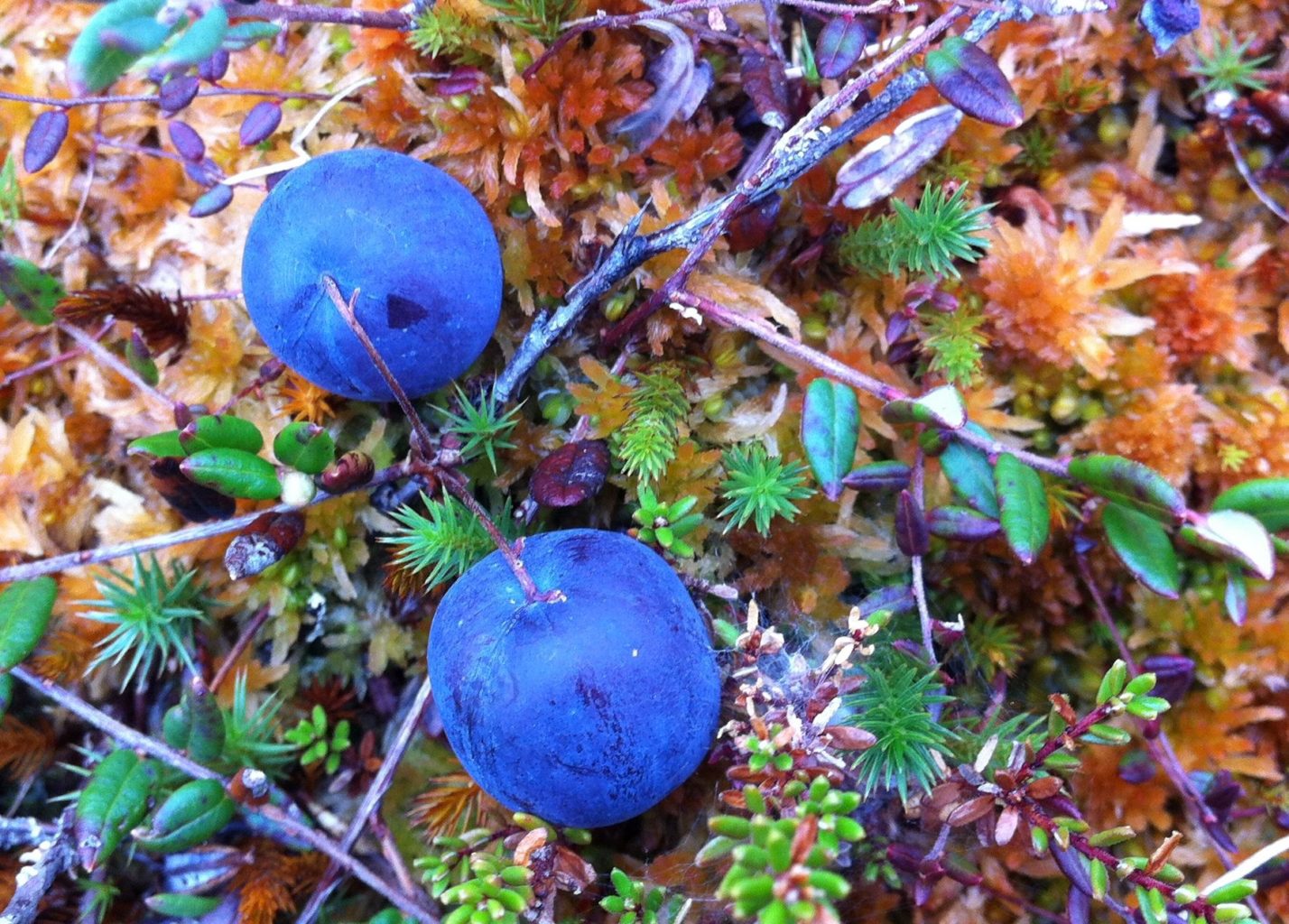 Valokuvaaja: Piia Juntunen-Laakso