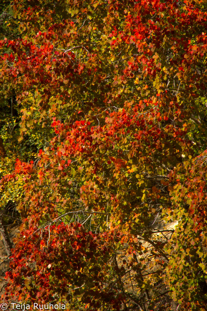 Valokuvaaja: Teija Ruuhola