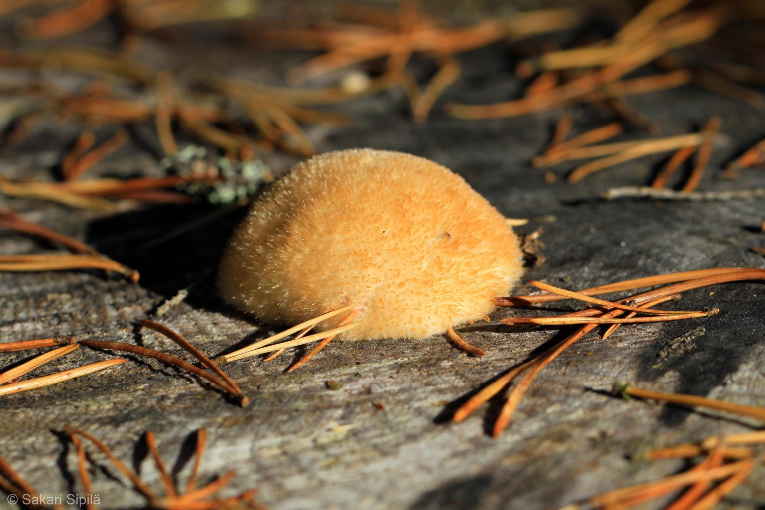 Valokuvaaja: Sakari Sipilä