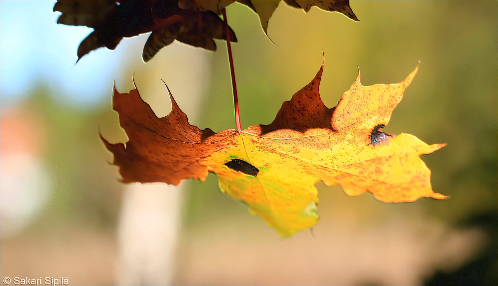 Valokuvaaja: Sakari Sipilä