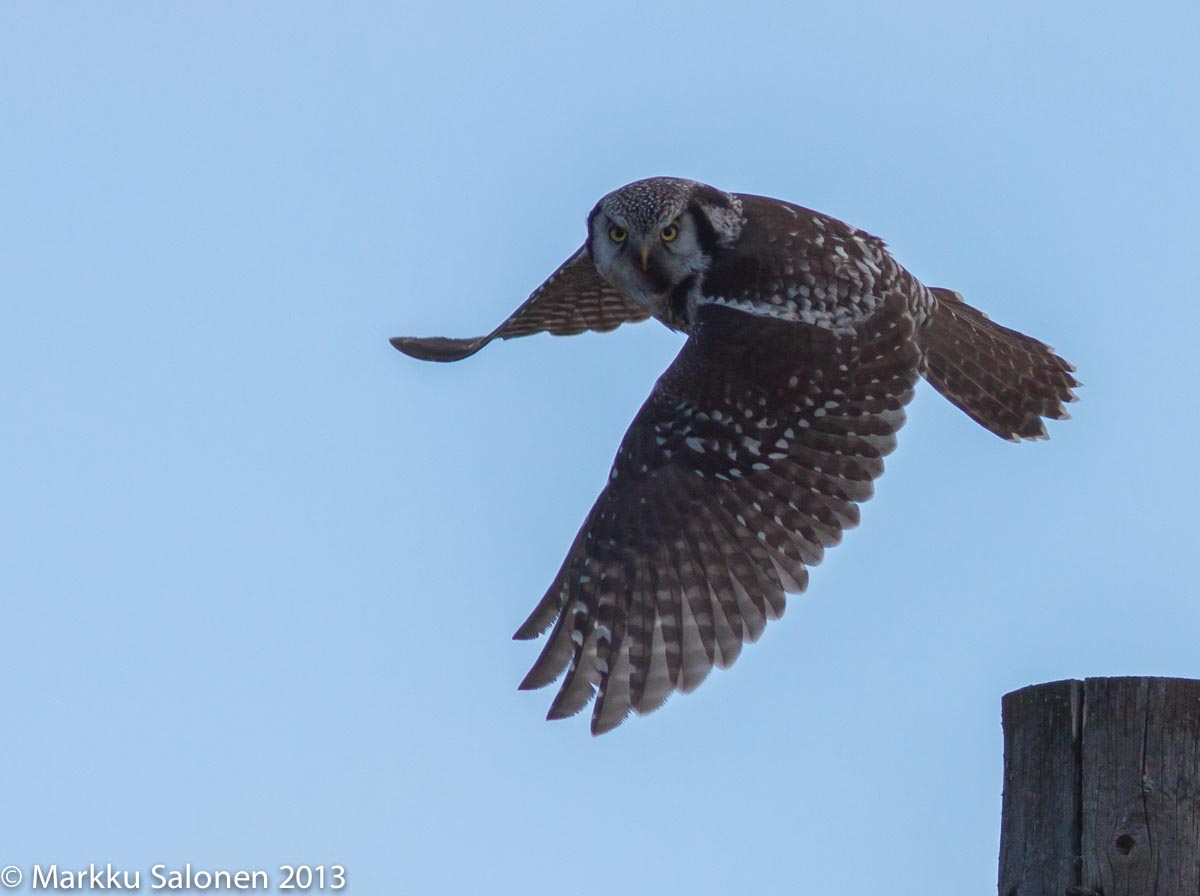 Valokuvaaja: Markku Salonen