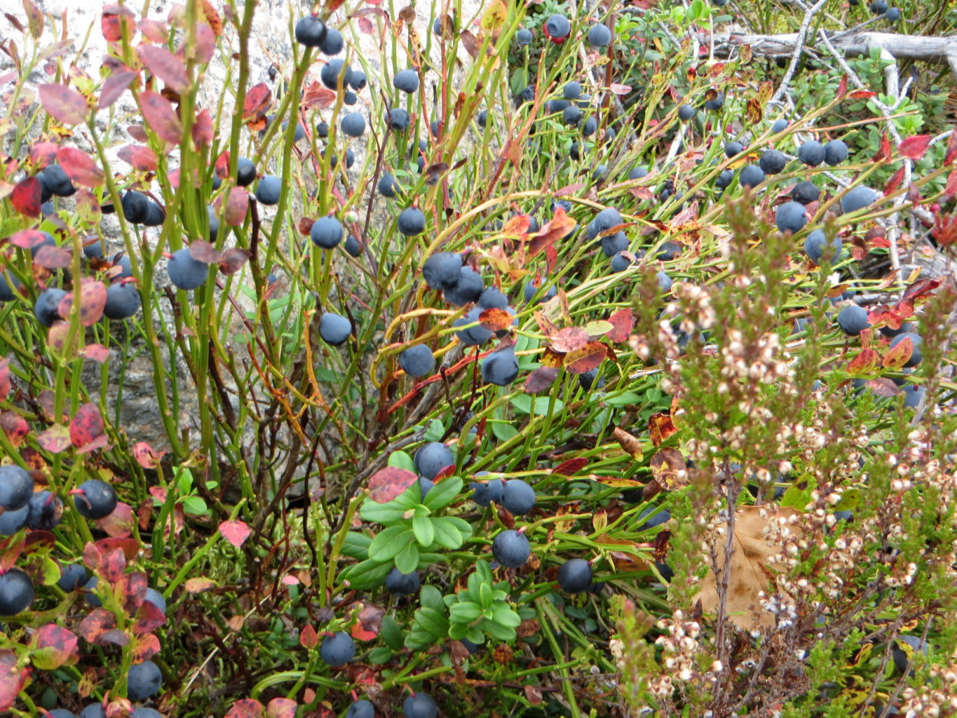 Valokuvaaja: Sirkka Ruotoistenmäki