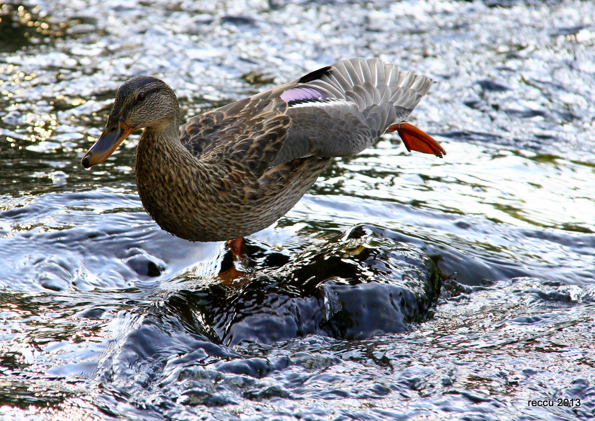 Valokuvaaja: reijo lehtonen Valokuvaaja: reijo lehtonen