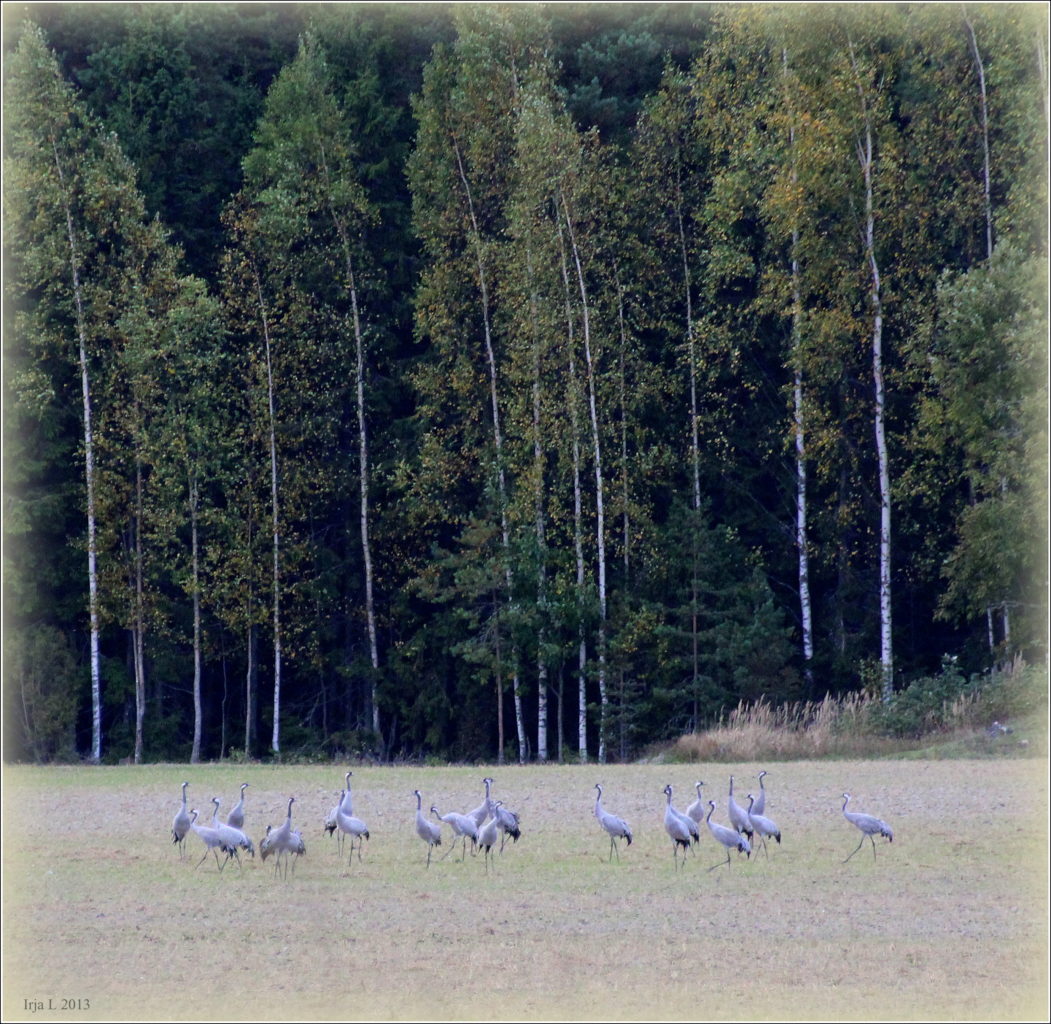 Valokuvaaja: Irja Lehtinen