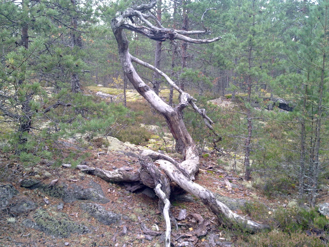 Valokuvaaja: Sirpa Jaakkola