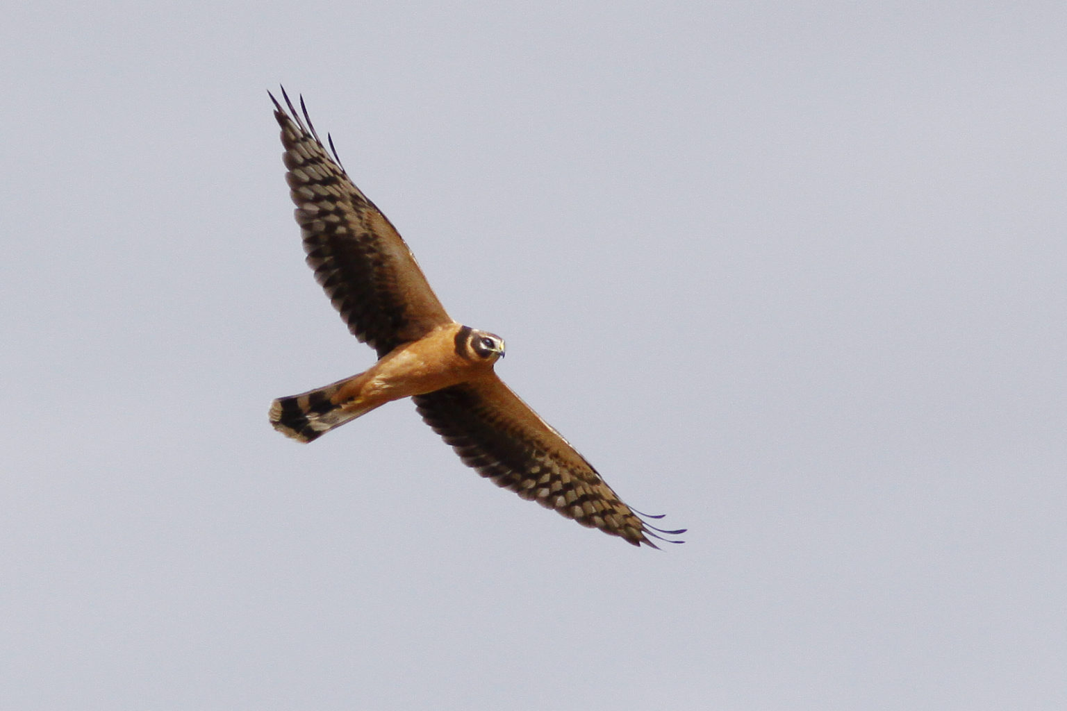 Valokuvaaja: Pentti Johansson