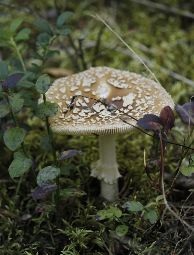 Valokuvaaja: Päivi Ronkainen