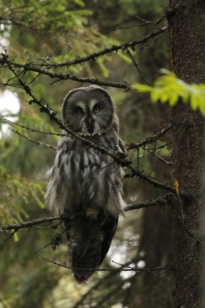 Valokuvaaja: Päivi Ronkainen