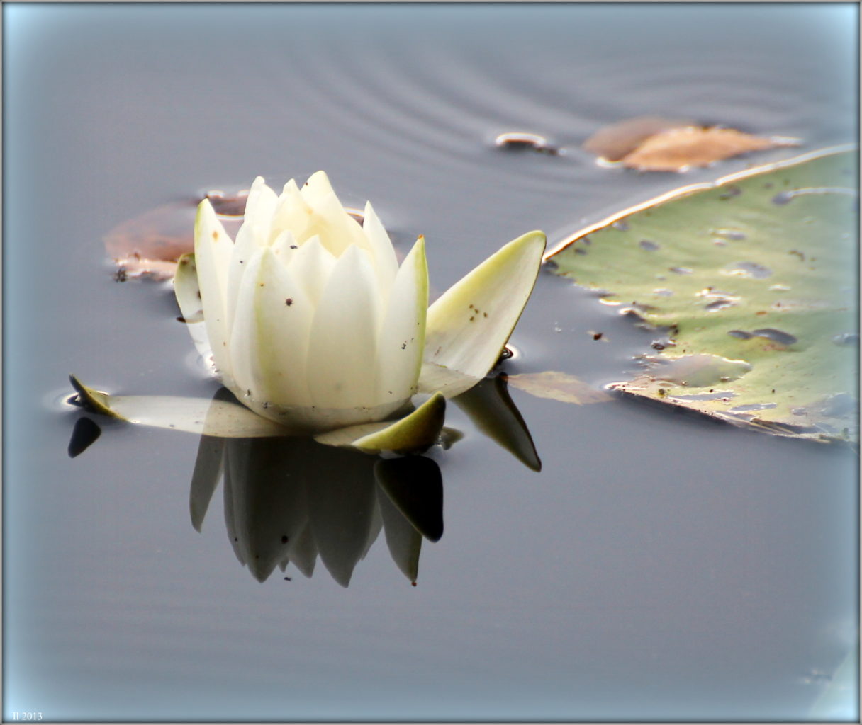 Valokuvaaja: Irja Lehtinen Valokuvaaja: Irja Lehtinen