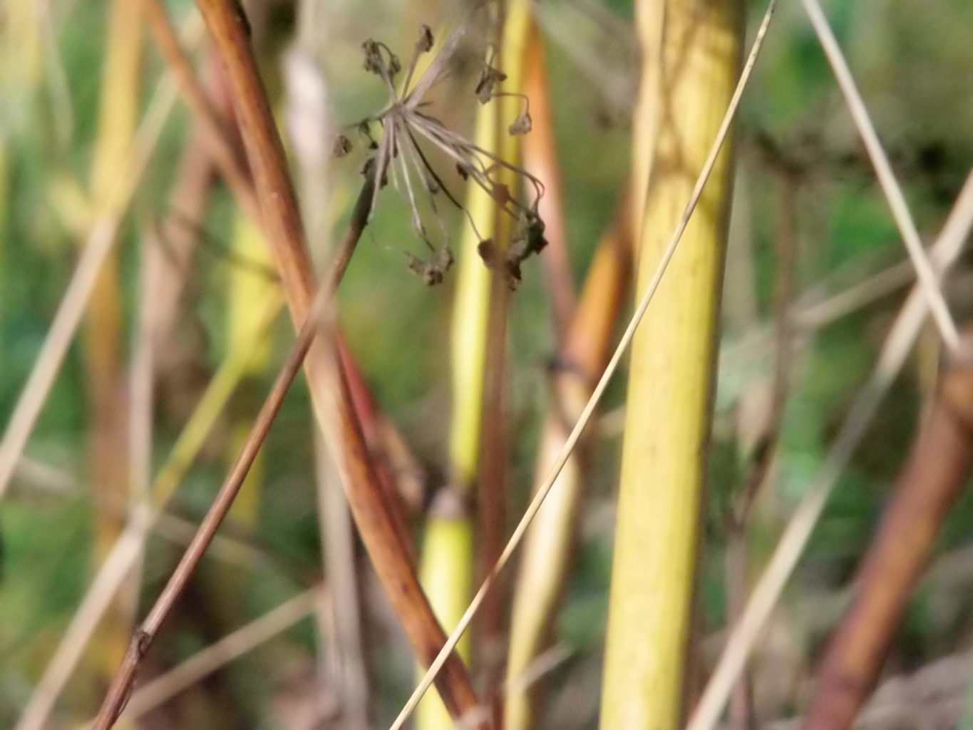 Valokuvaaja: Annika Kumlin